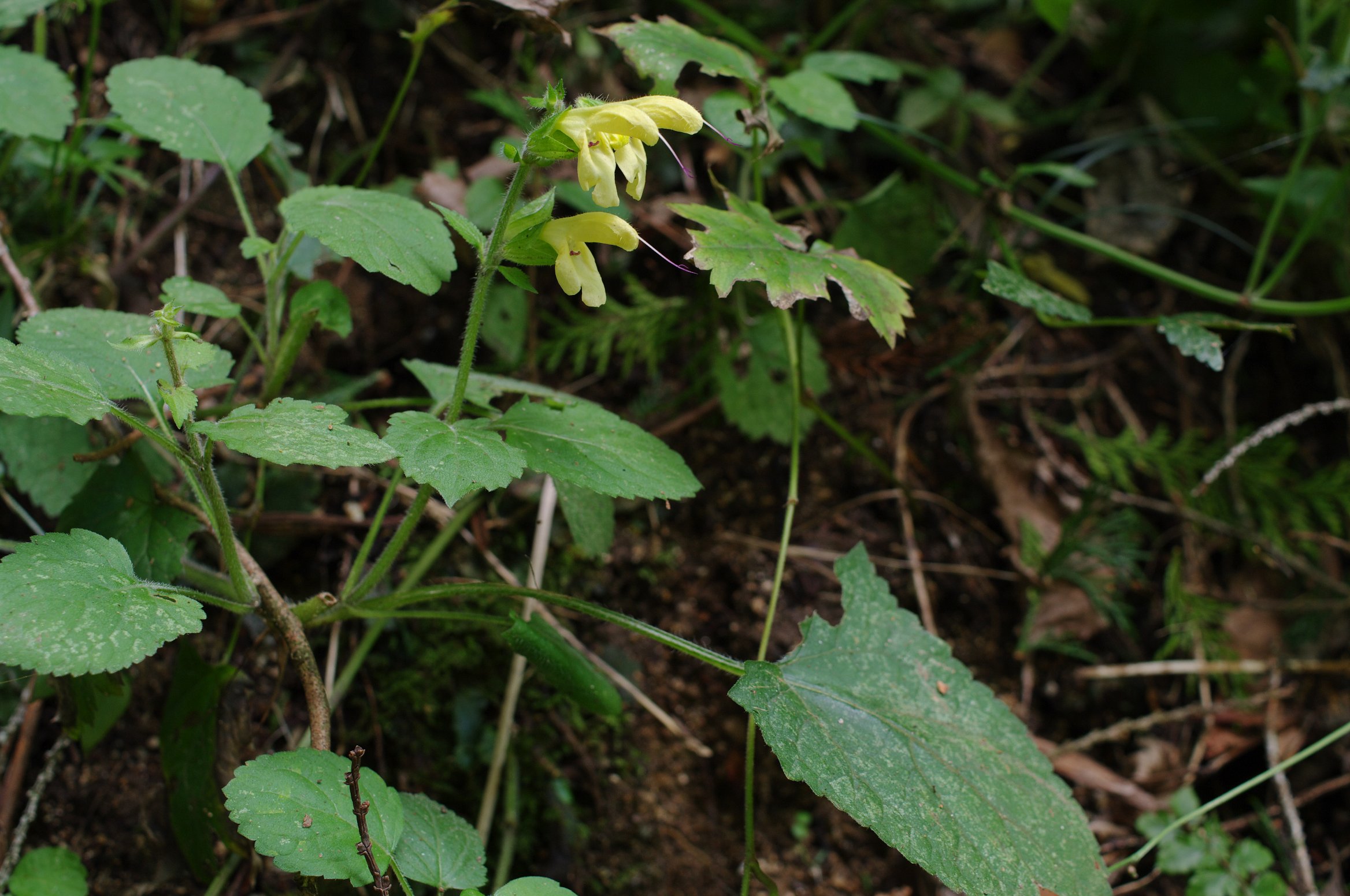 �L�o�i�A�L�M��