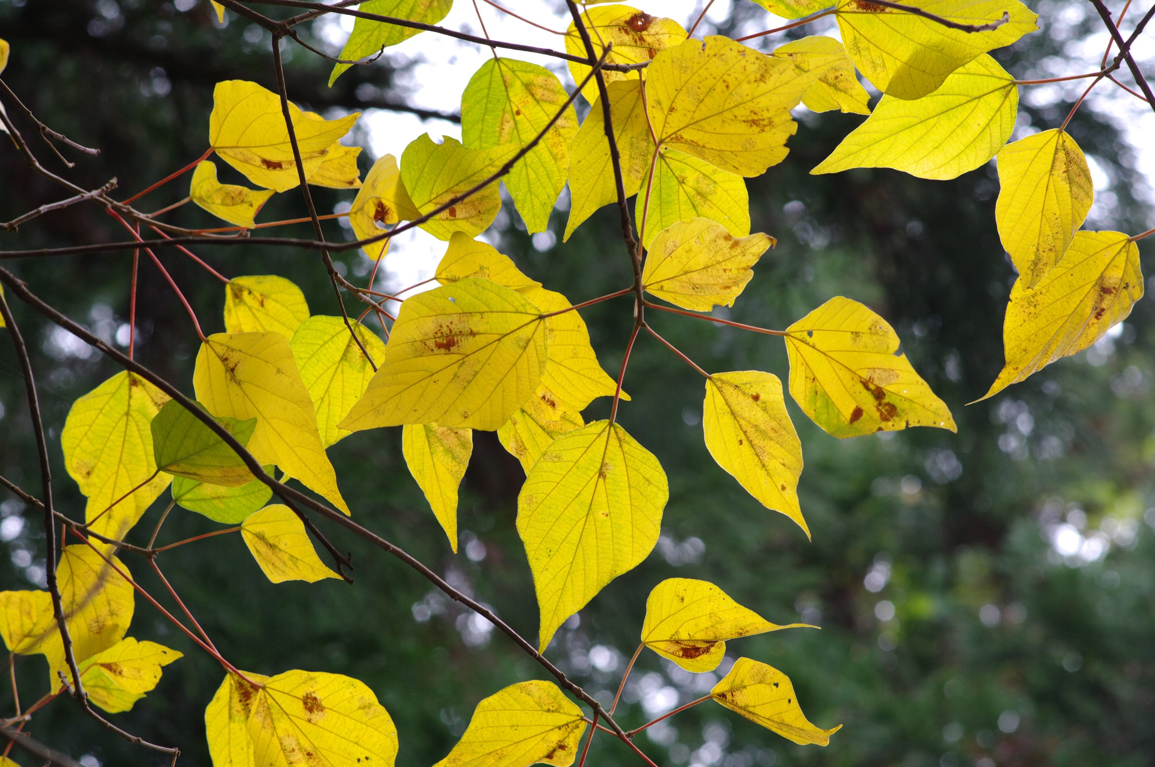 �A�J���K�V��