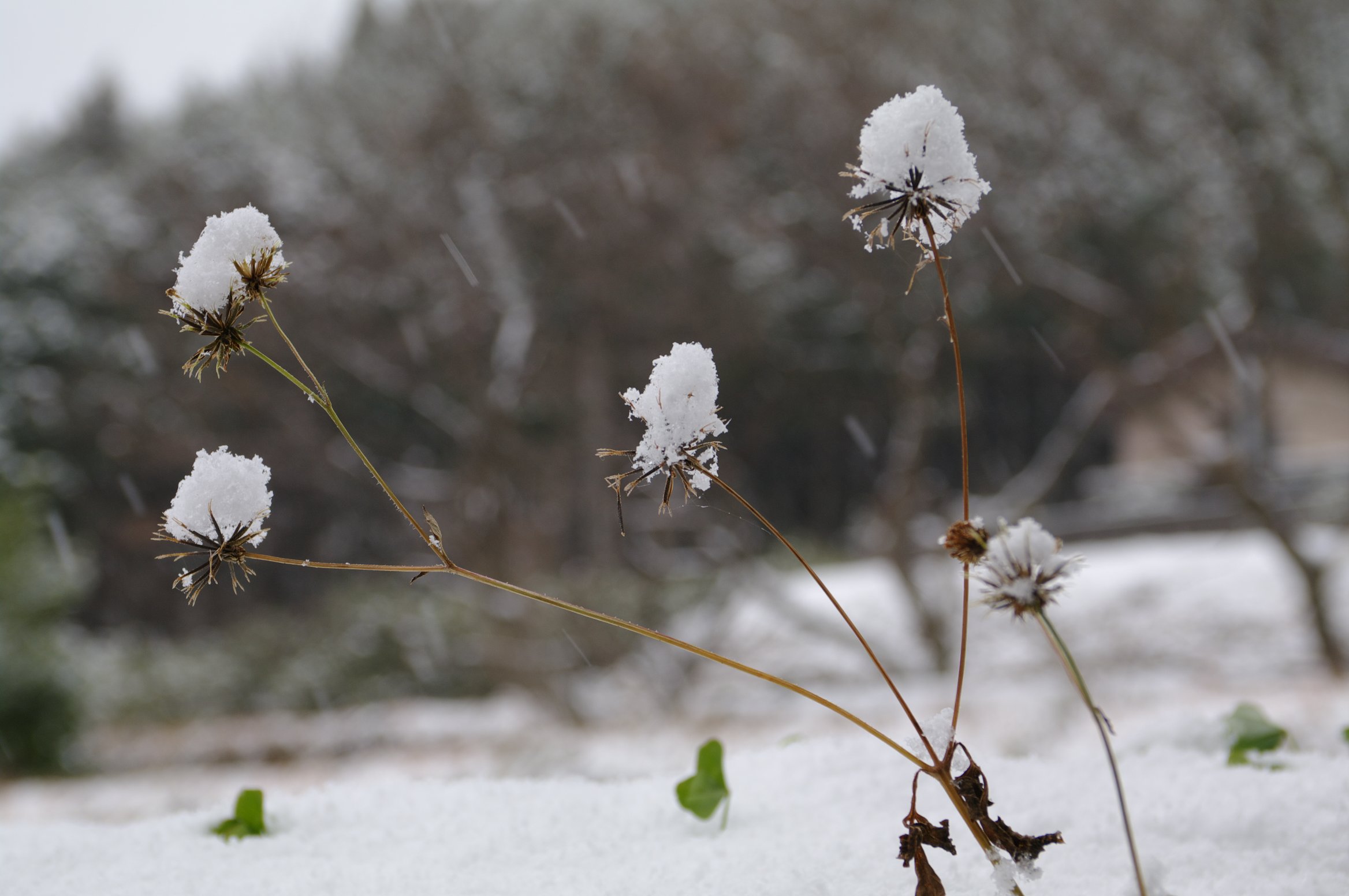 �Z���_���O�T