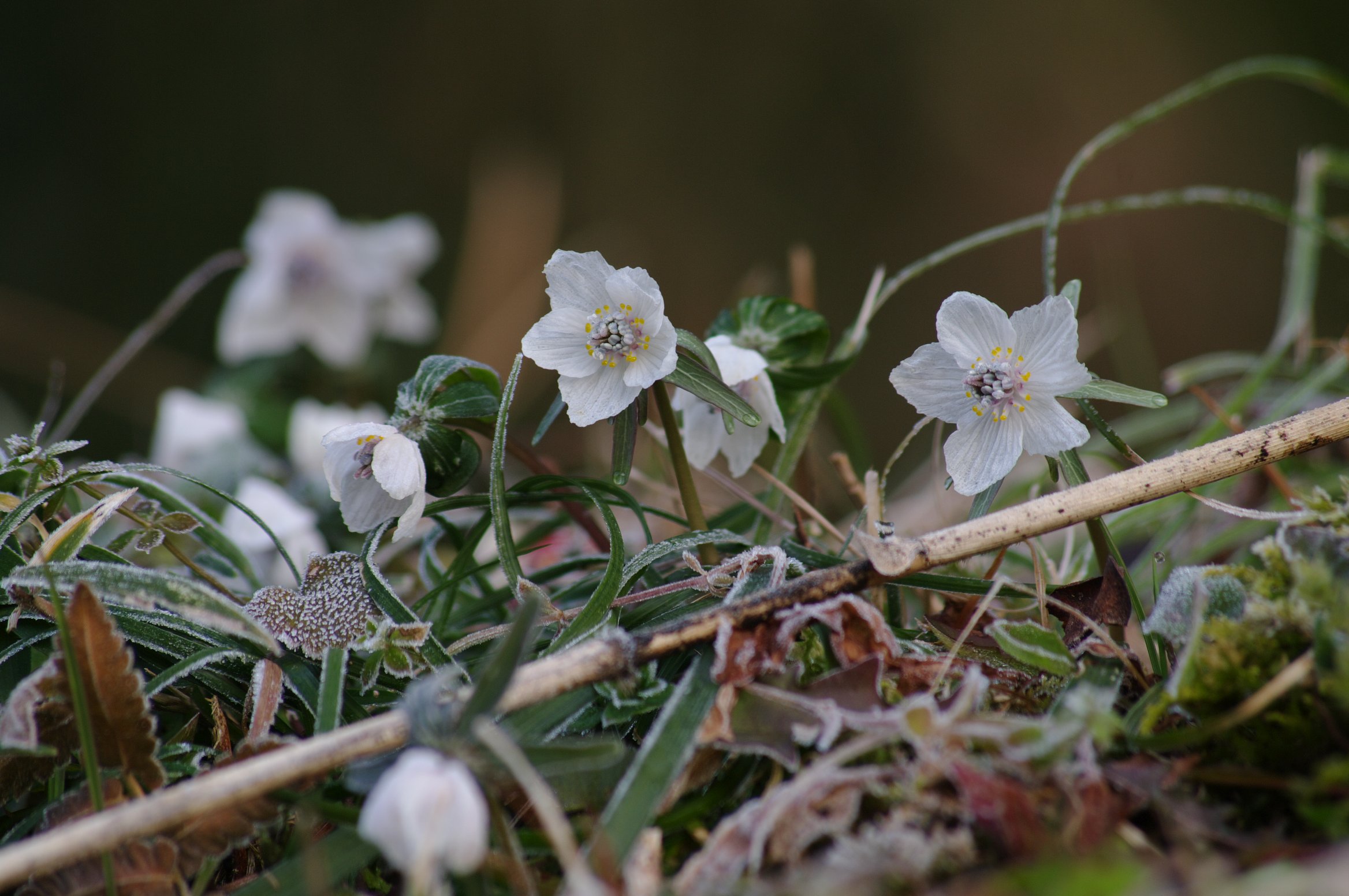 �Z�c�u���\�E