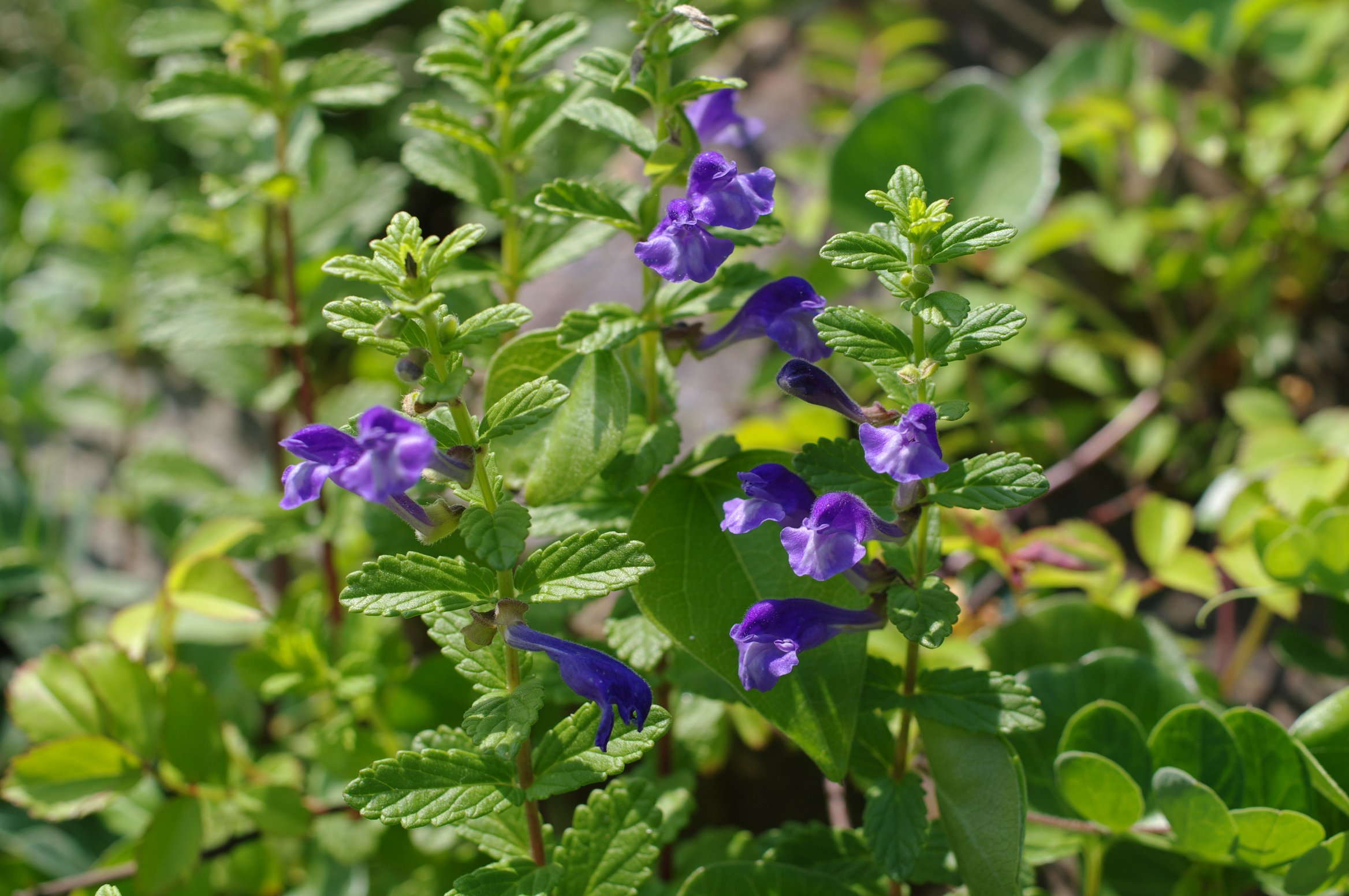 �i�~�L�\�E