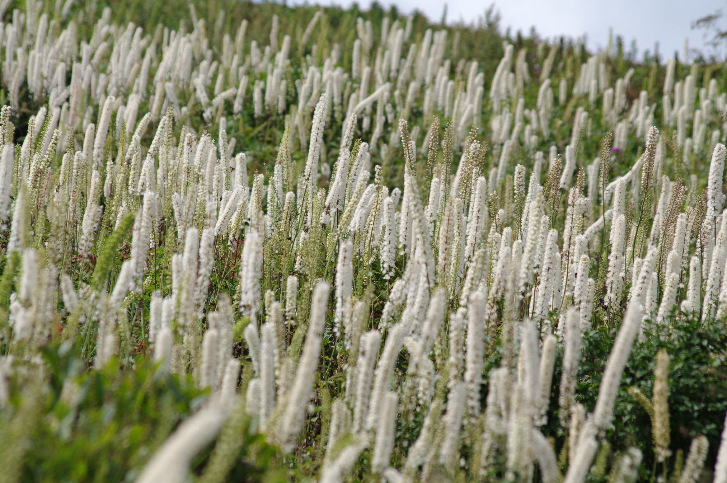 �T���V�i�V���E�}