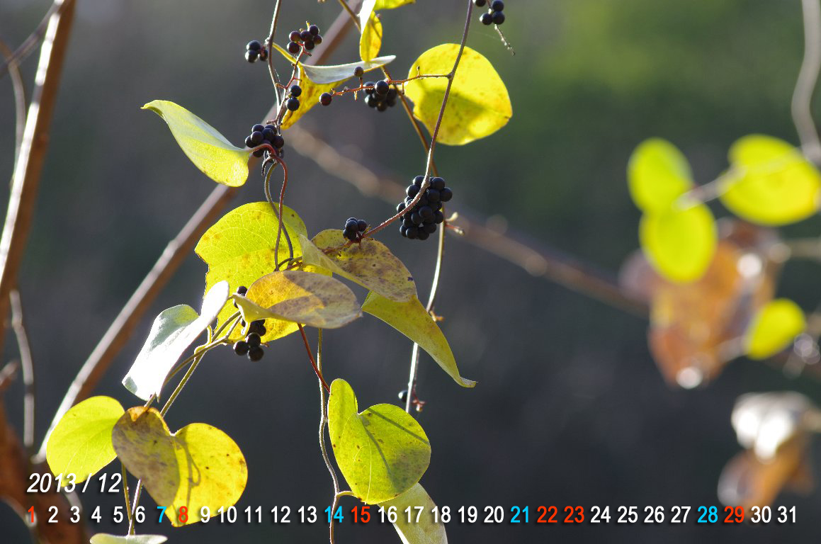 �A�I�c�d���t�W