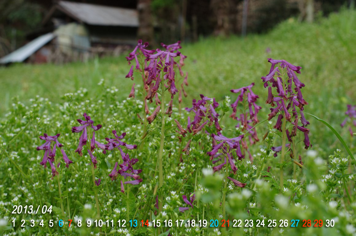 �����T�L�P�}��