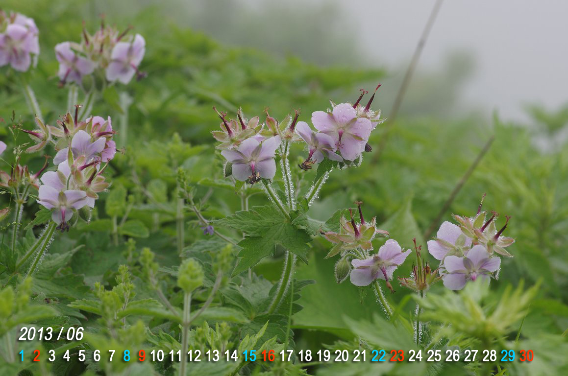 �O���i�C�t�E��