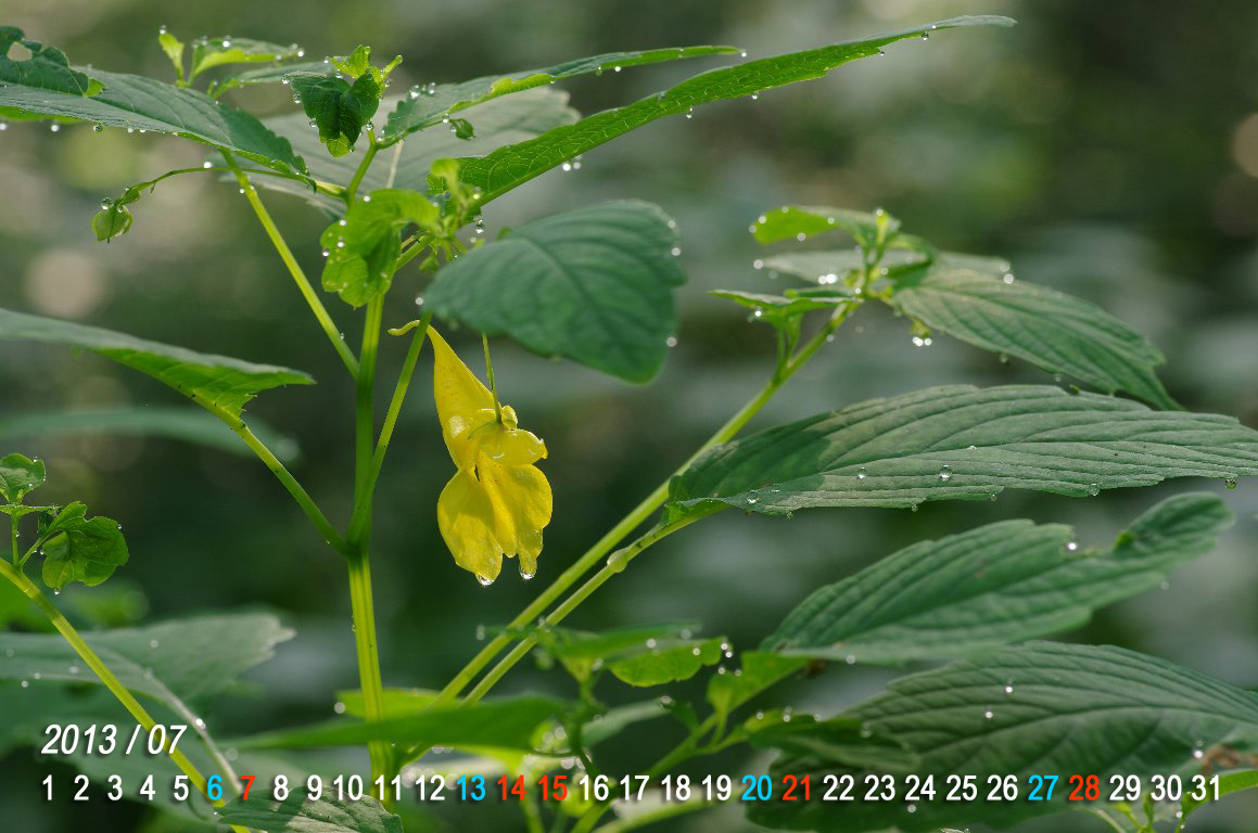 �L�c���t�l