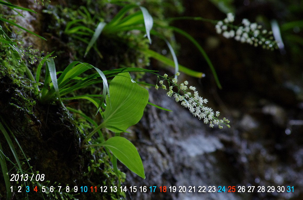 �n�i�[�L�V���E