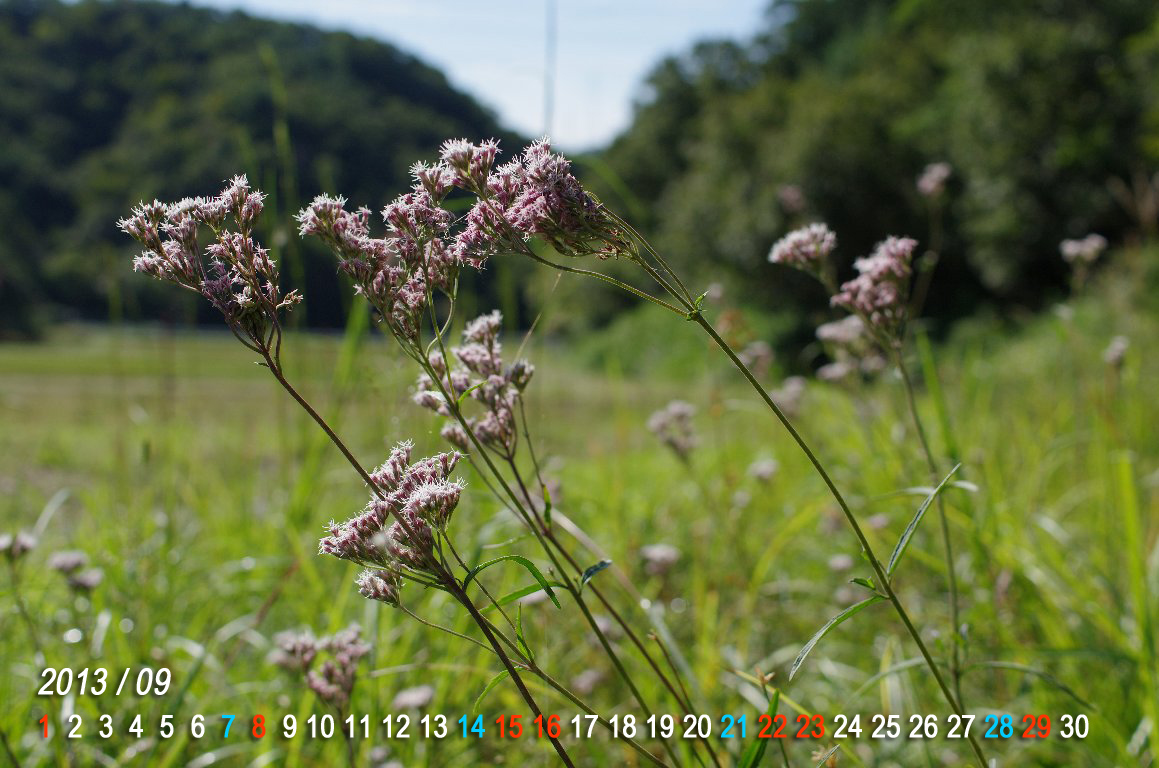 �T���q���h��