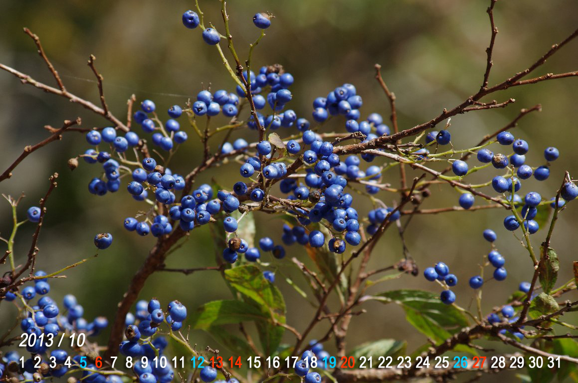 �T���t�^�M