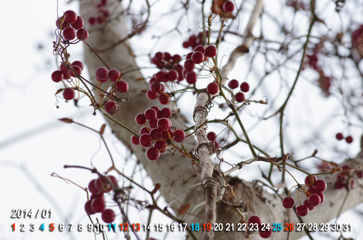 �T���g���C�o��