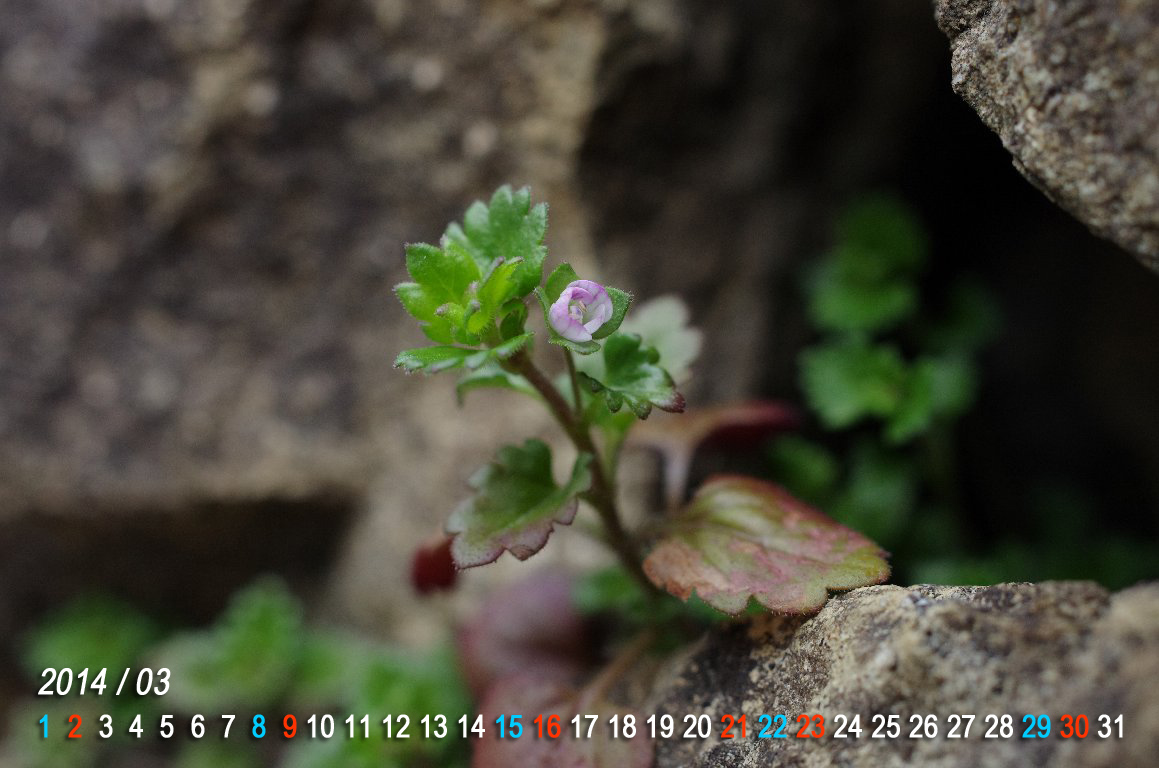 �C�k�m�t�O��