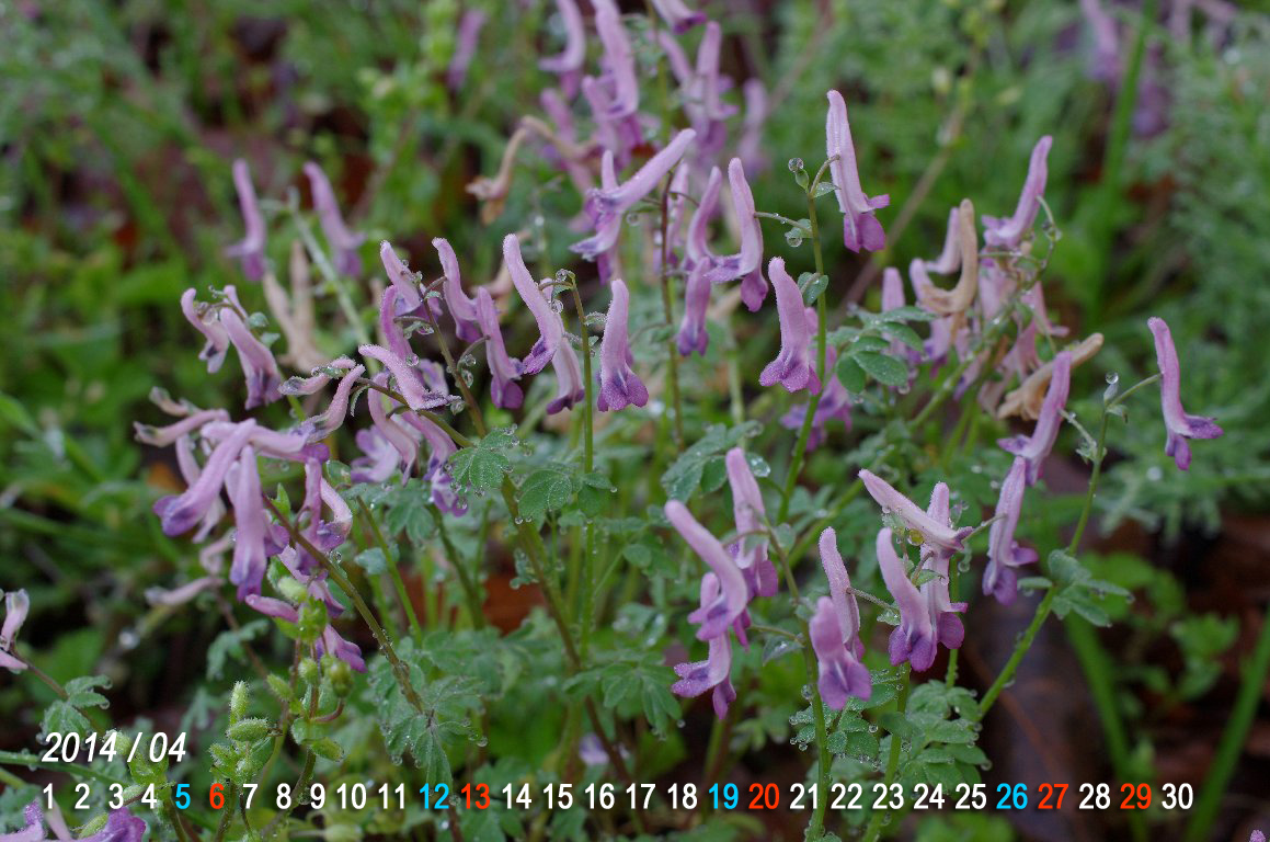 �W���{�E�G���S�T�N