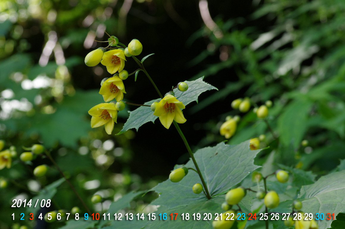 �L�����Q�V���E�}