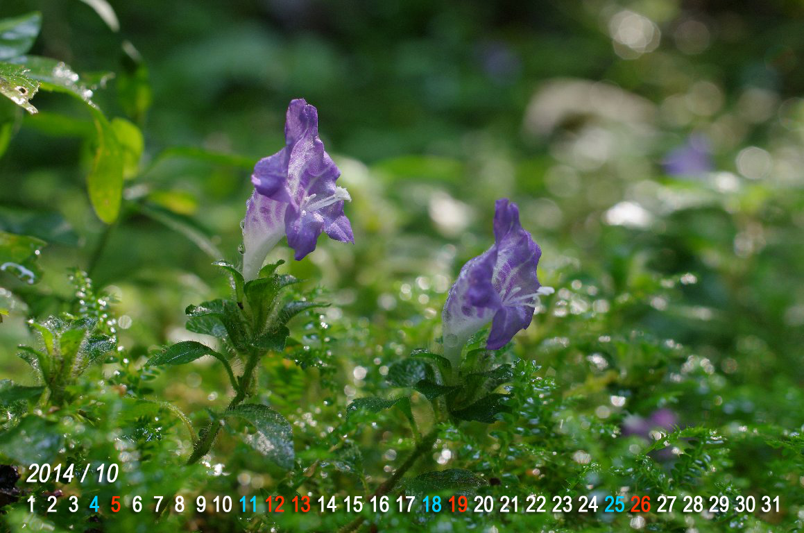 ���L�~�o�i