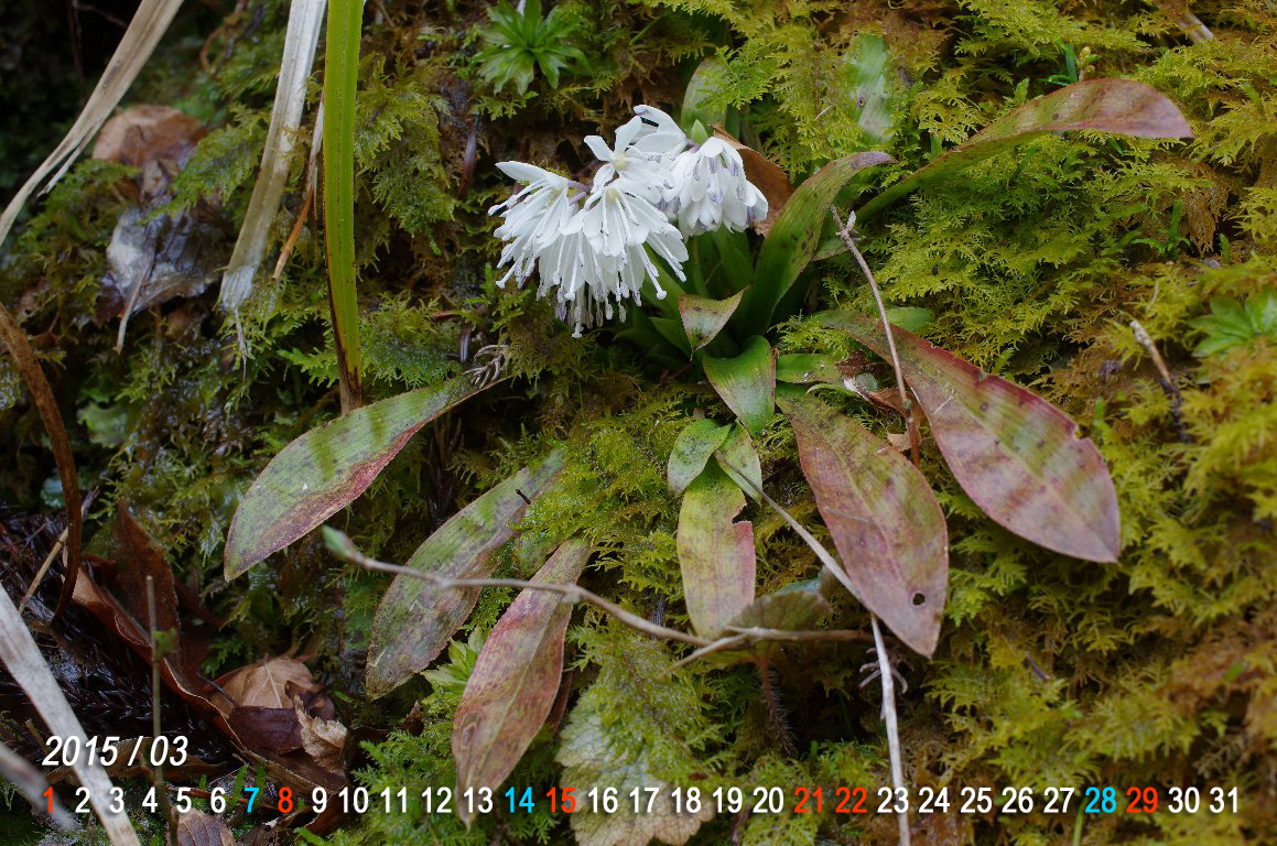 �R�`���E�V���E�W���E�o�J�}