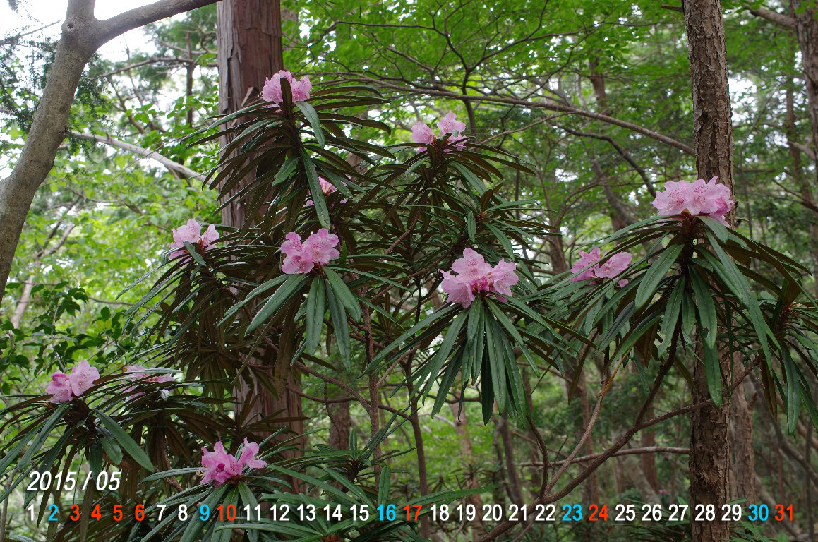 �z�\�o�V���N�i�Q