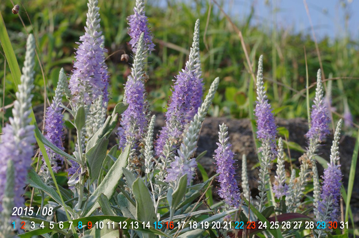 �g�E�e�C����