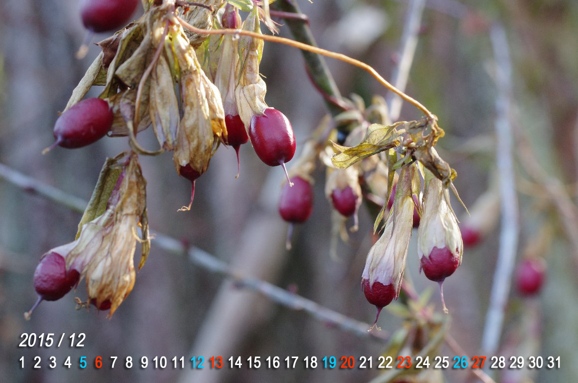 �c�������h�E