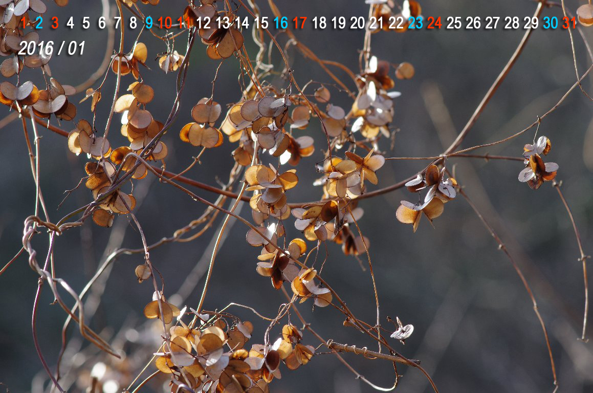 ���}�m�C��