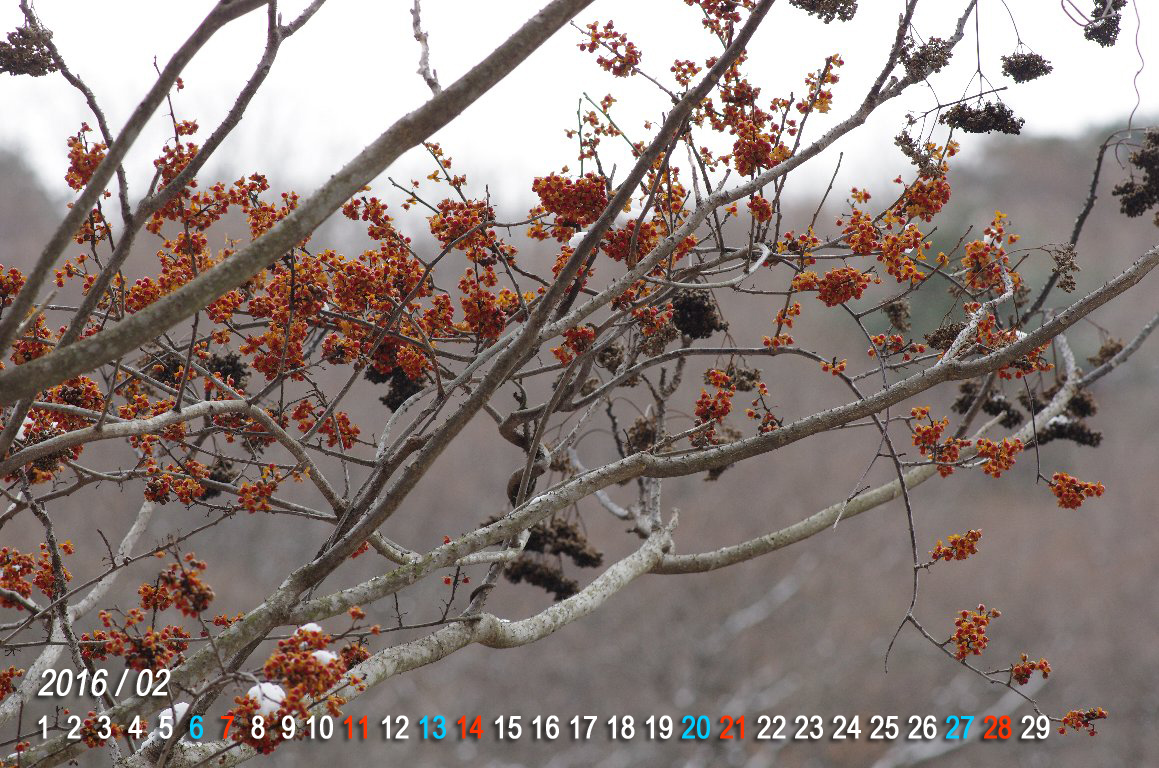 �c���E�����h�L