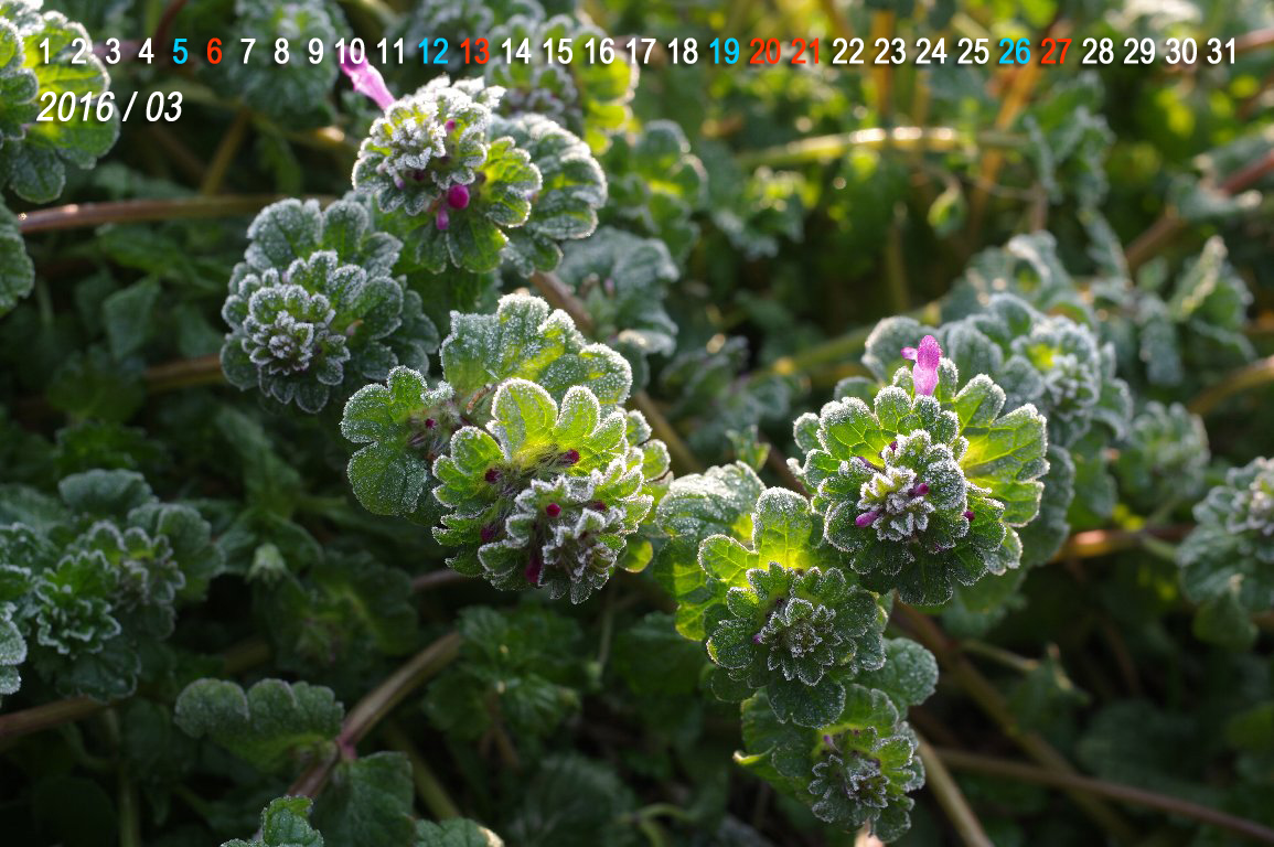 �z�g�P�m�U