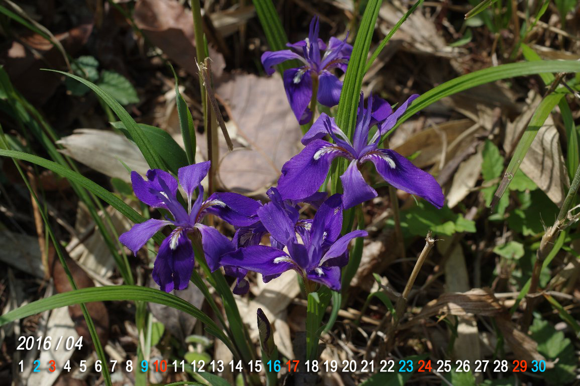 �G�q���A����