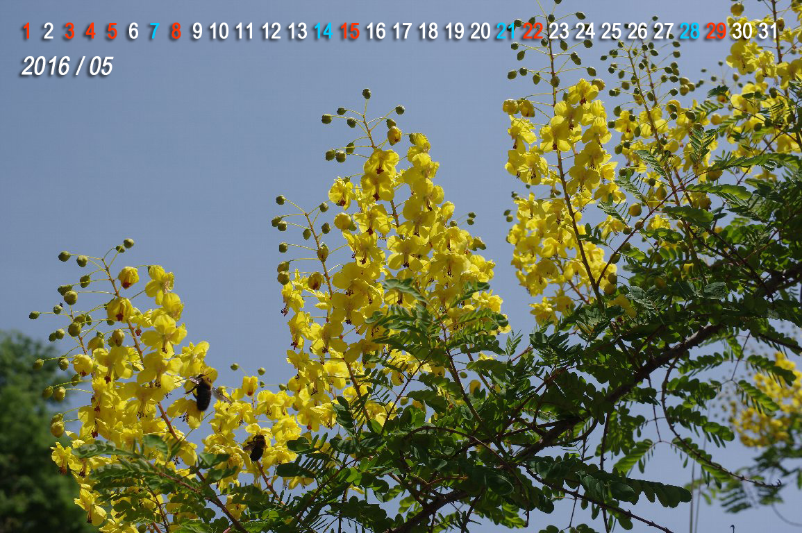 �W���P�c�C�o��