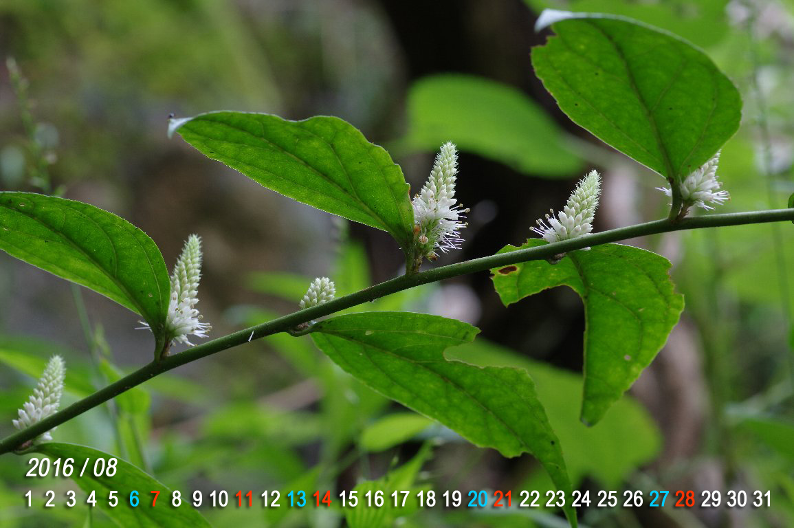 �L�m�N�j�X�Y�J�P