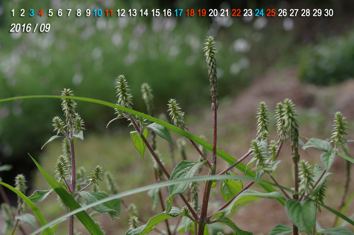 �q�i�^�C�m�R�d�`