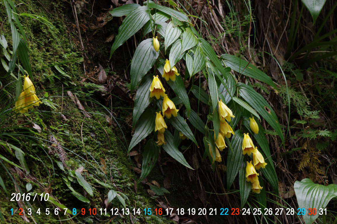 �L�C�W���E���E�z�g�g�M�X