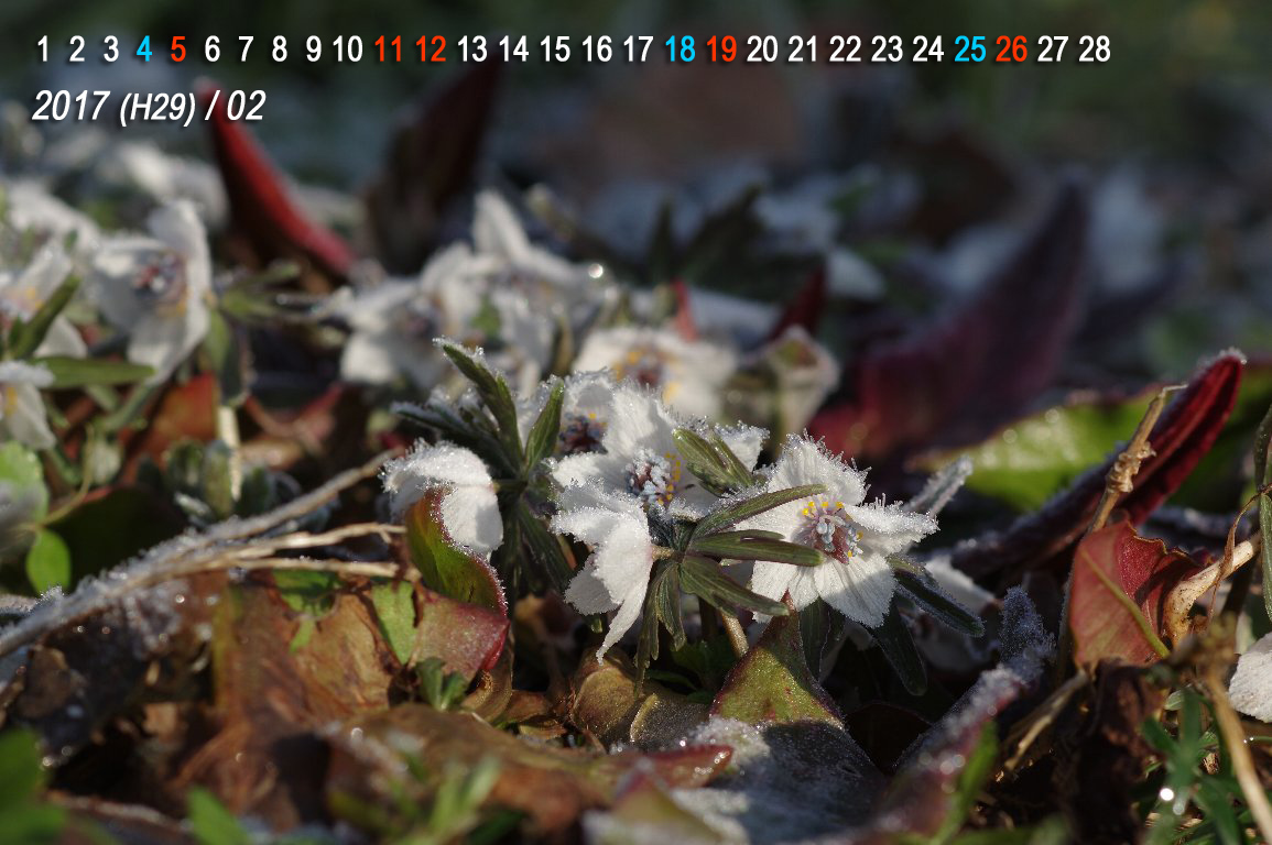 �Z�c�u���\�E