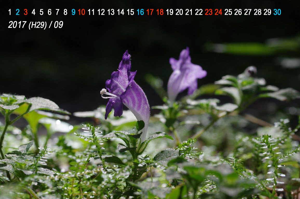 ���L�~�o�i