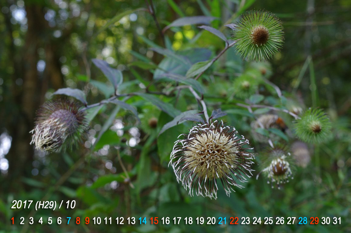 �L�N�o���}�{�N�`