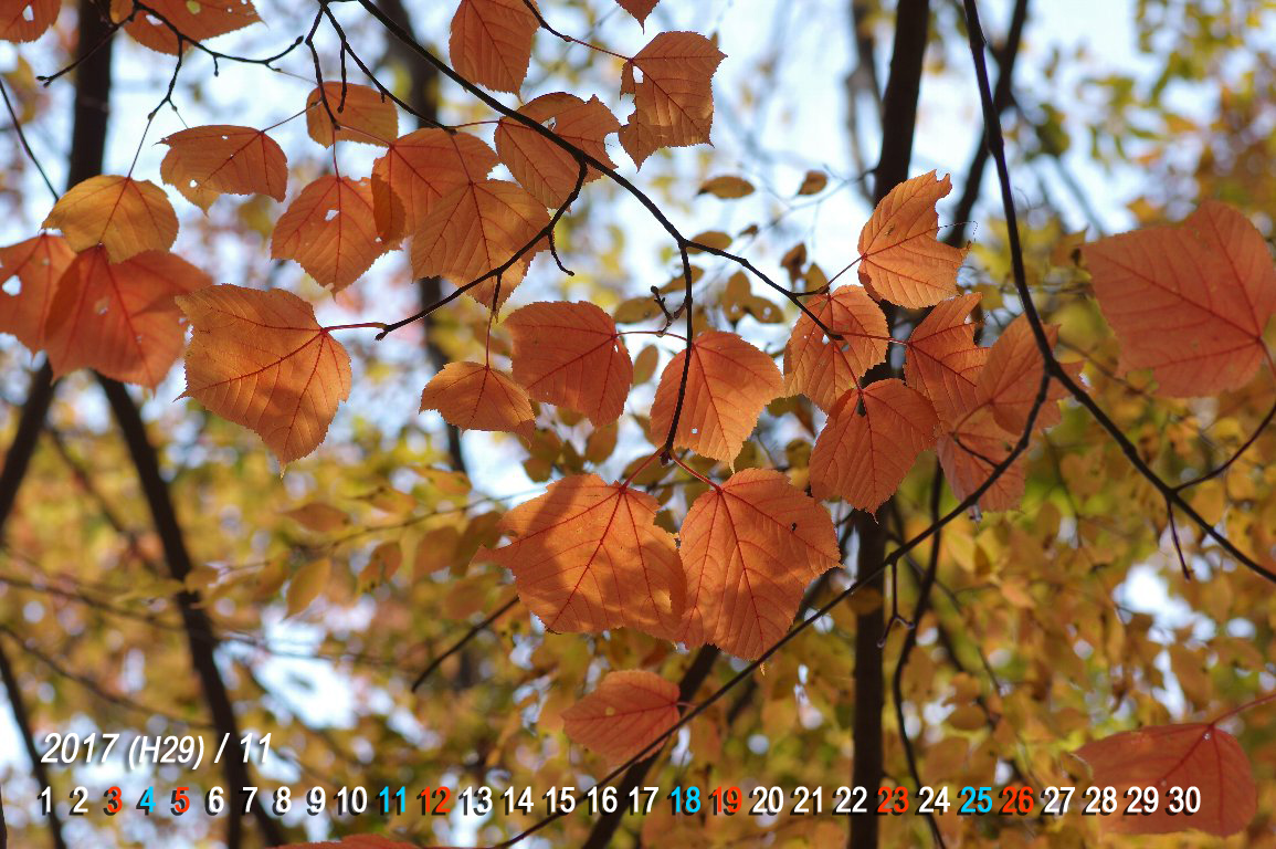 �E���n�_�J�G�f