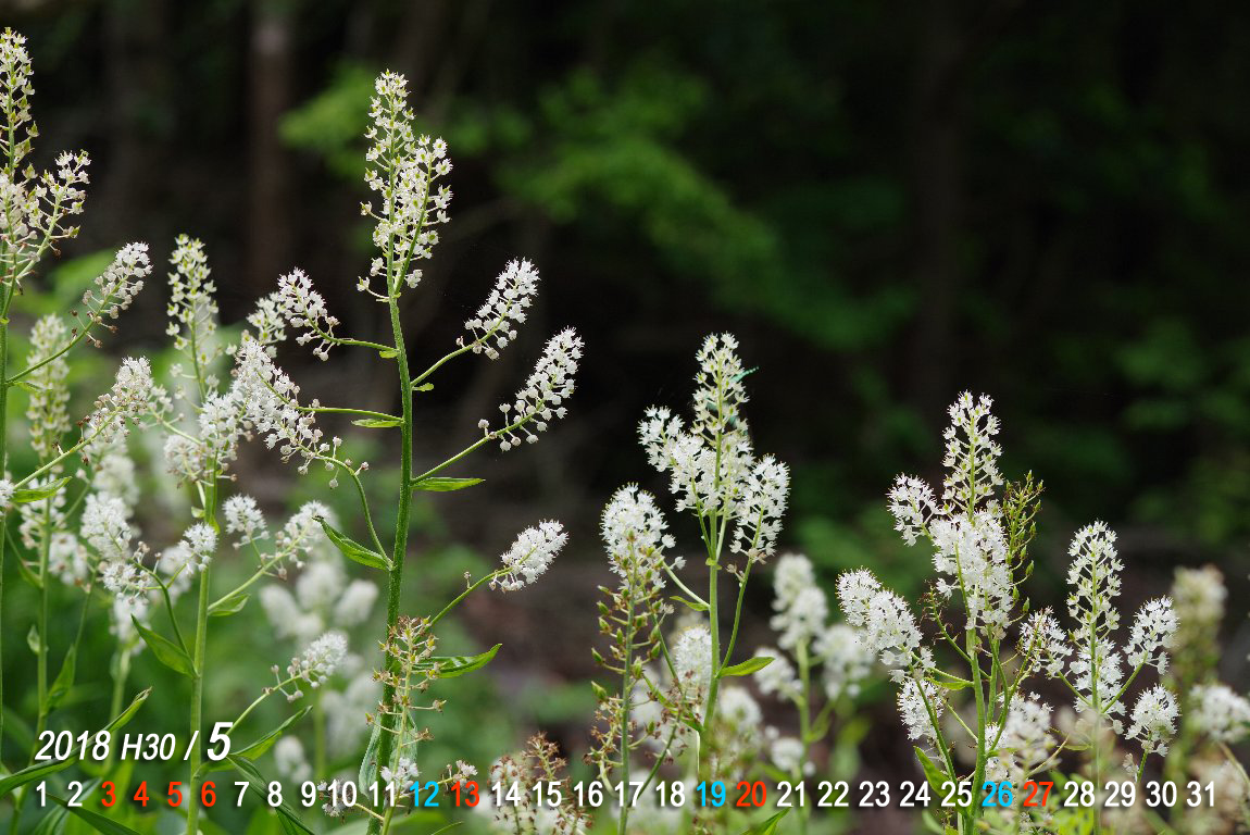 �~�J���o�C�P�C�\�E