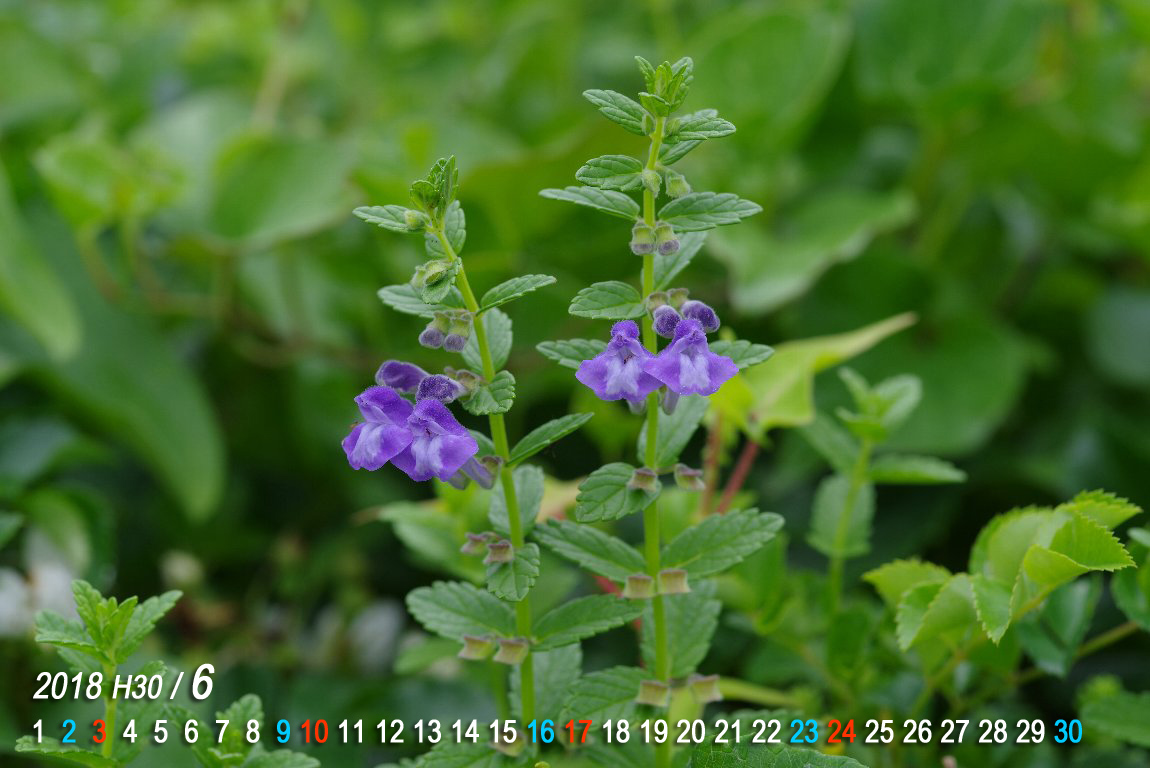 �i�~�L�\�E