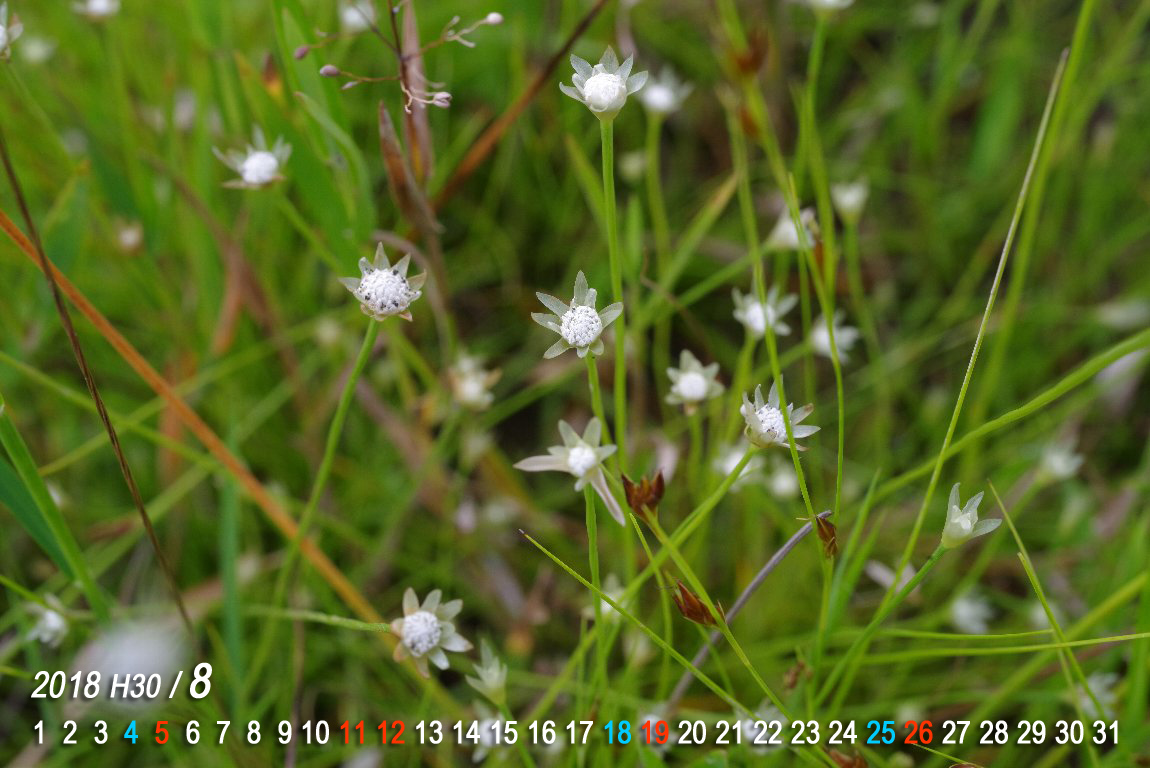 �C�g�C�k�m�q�Q