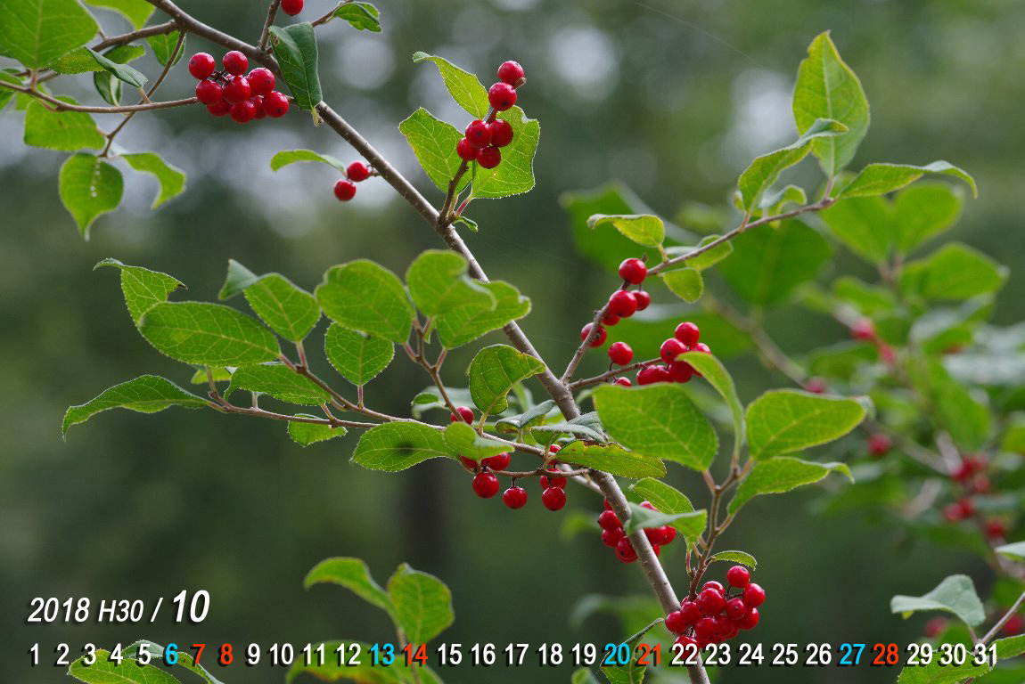 �E�����h�L