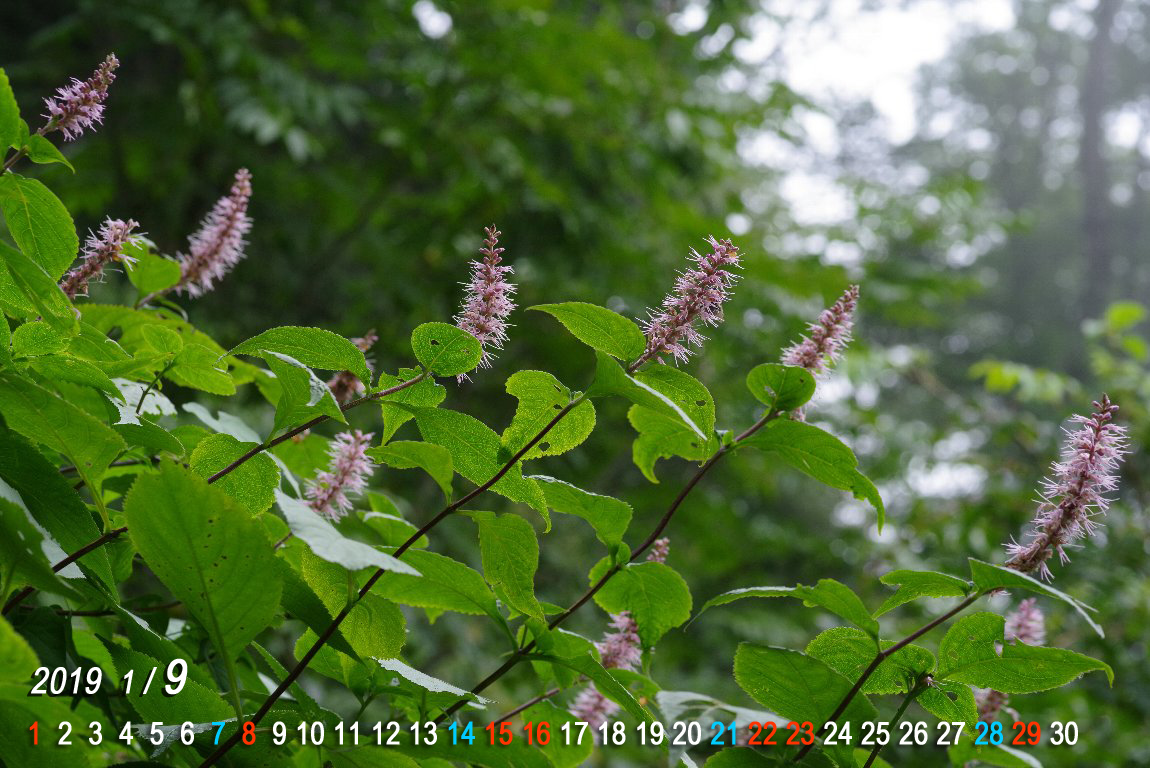 �I�I�}���o�m�e���j���\�E