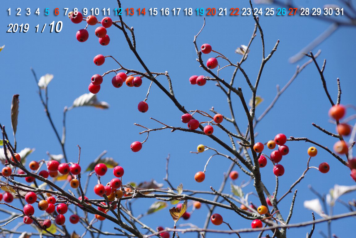 �E���W���m�L