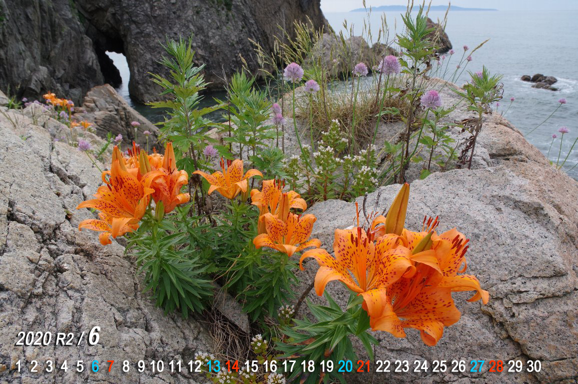 �X�J�V����