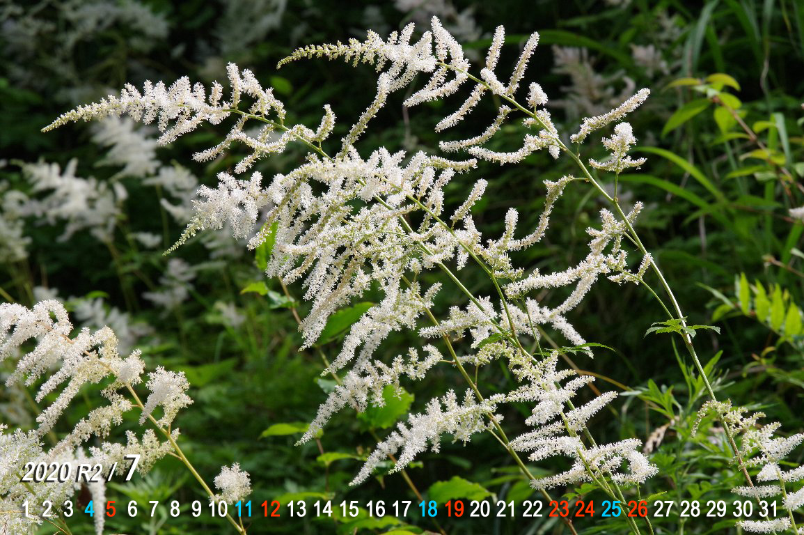 �g���A�V�V���E�}