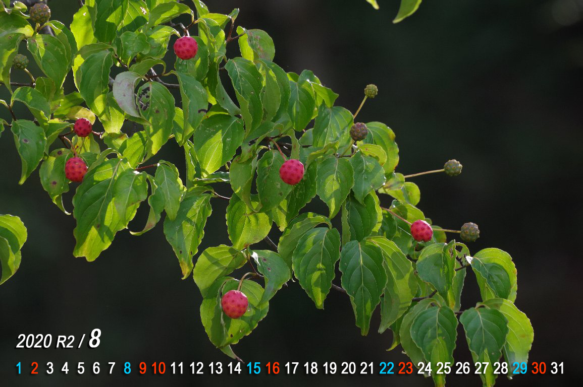 ���}�{�E�V