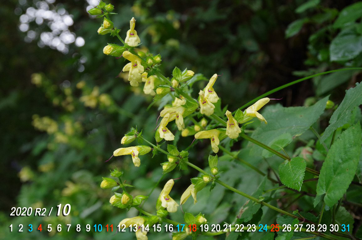 �L�o�i�A�L�M��