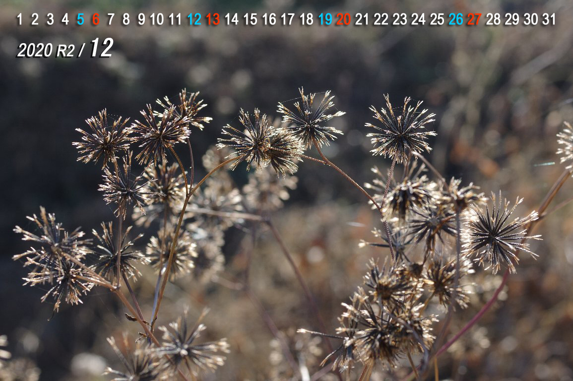 �R�Z���_���O�T