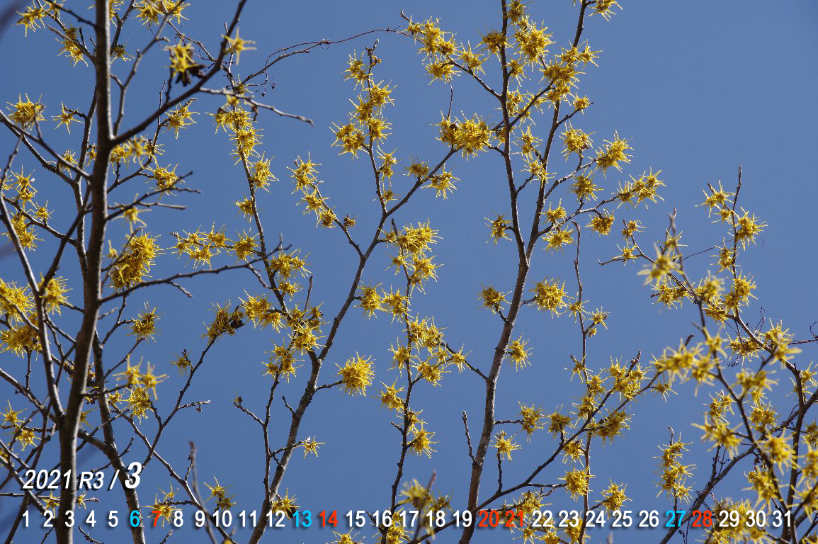 �A�e�c�}���T�N