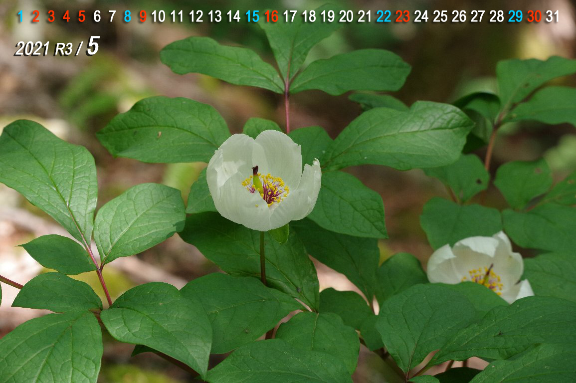 ���}�V���N���N