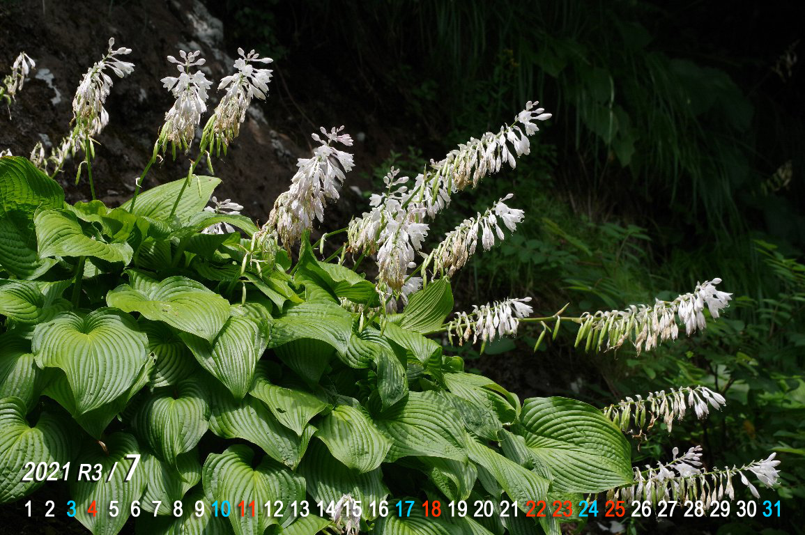 �I�I�o�M�{�E�V