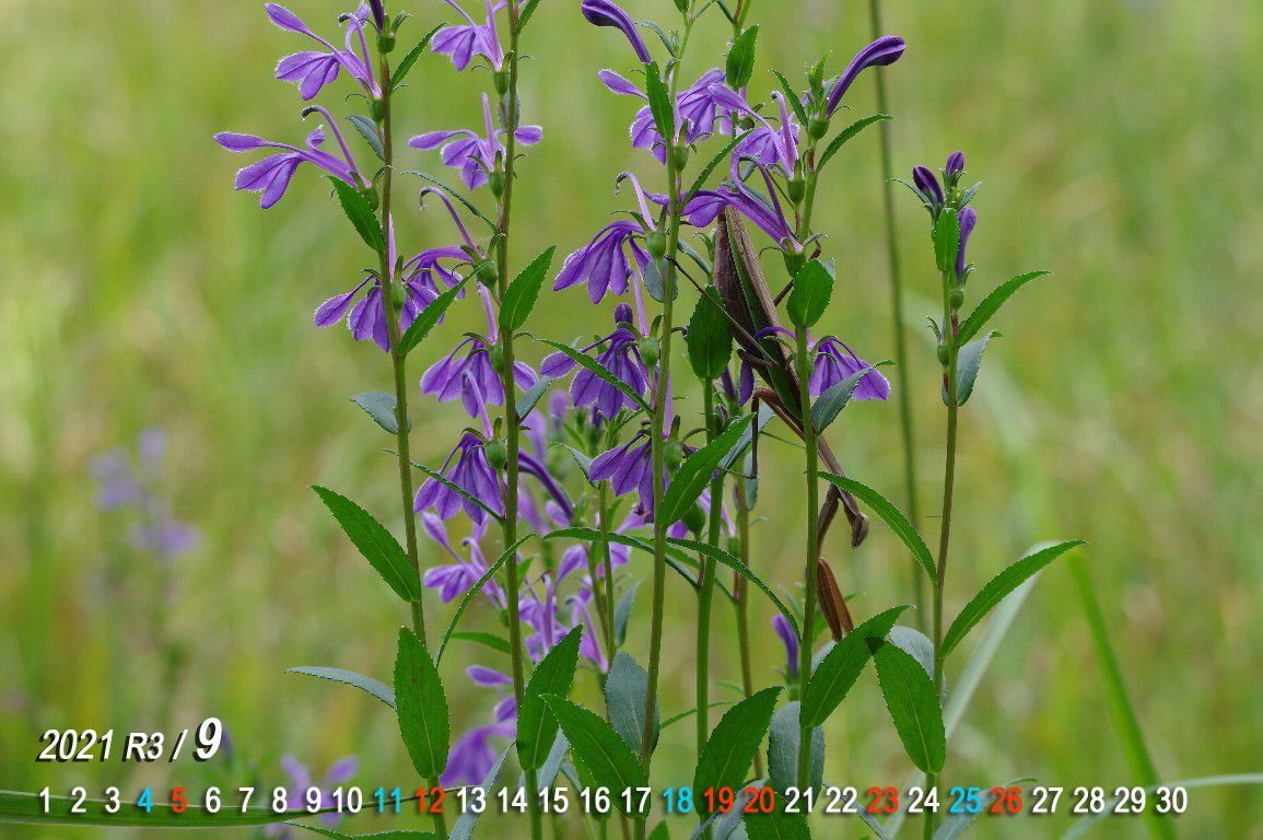 �T���M�L���E