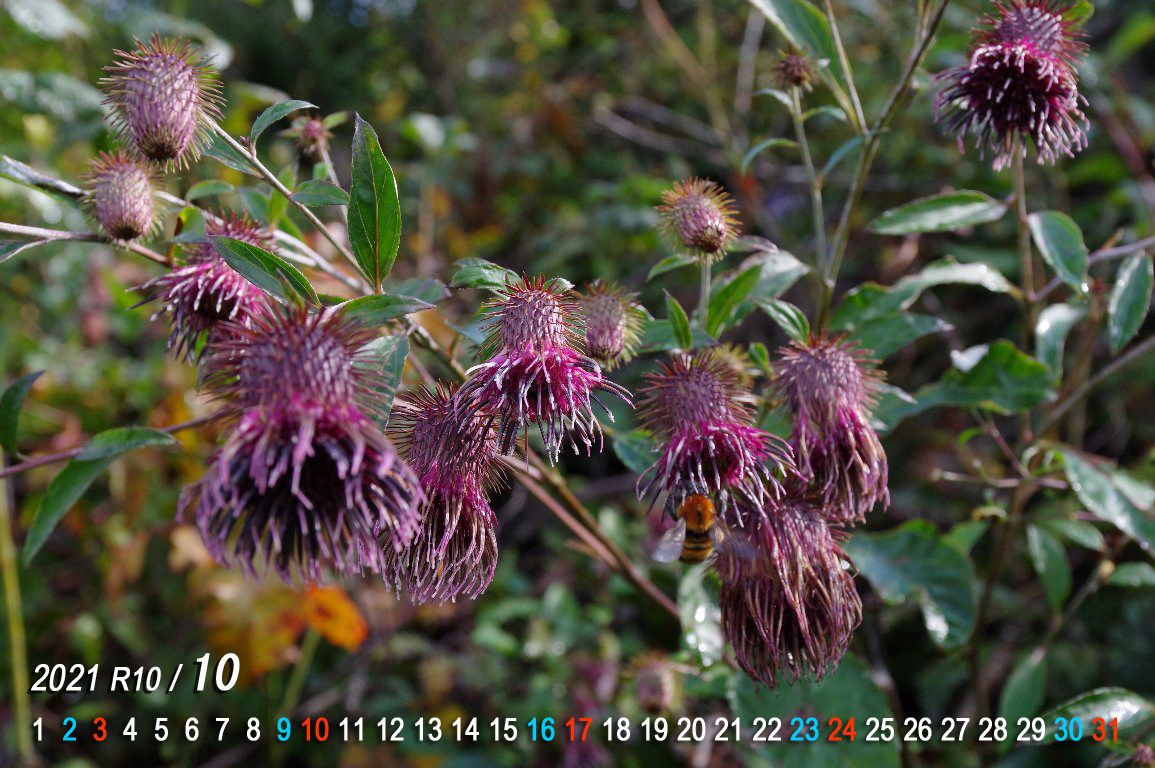 �L�N�o���}�{�N�`